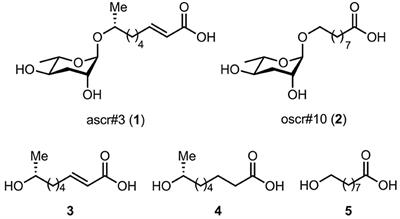 Necator americanus Ancylostoma Secreted Protein-2 (Na-ASP-2) Binds an Ascaroside (ascr#3) in Its Fatty Acid Binding Site